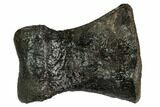 Rare, Valdosaurus Toe Bone - Isle of Wight, England #123526-1